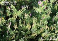 Astragalus-crenatus-in-flower