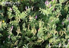 Astragalus-crenatus-in-flower