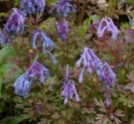 corydalis-flexuosa-purple-leaf-021-027